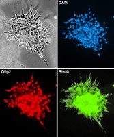 4 cells